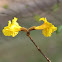 Ipê tree flower