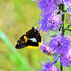 Silver-spotted skipper