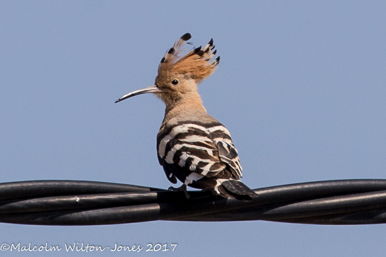 Hoopoe; Abubilla