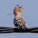 Hoopoe; Abubilla