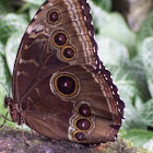 Blue Morpho Butterfly