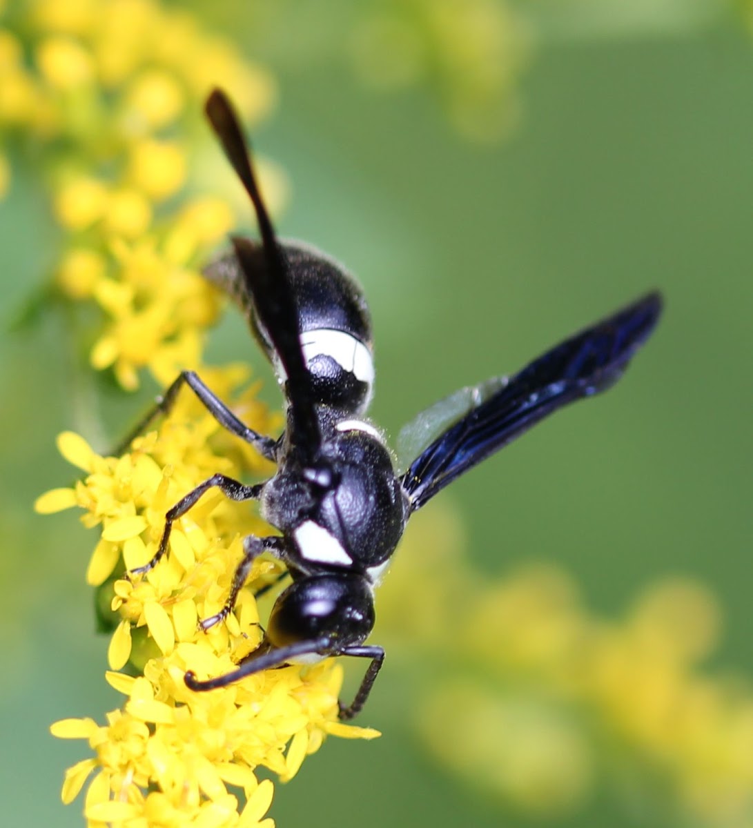 Four-toothed Mason Wasp