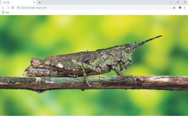 Grasshoppers Wallpapers and New Tab