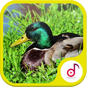 Best Duck Rivers Sound 1.3 Icon