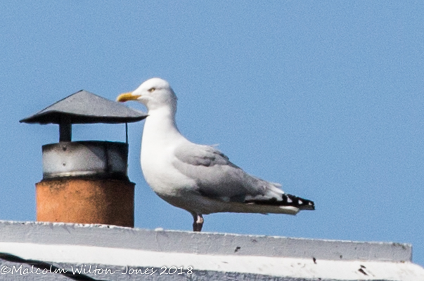 Herrring Gull