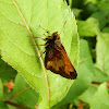 Long Dash (Skipper)