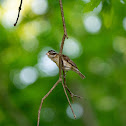 Rose-breasted Grosbeak