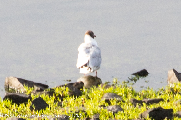 Black-headed Gull