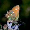 Juniper Hairstreak Butterfly