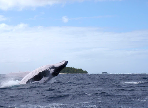 The bays of Tonga are home to humpback whales from July to September.