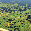 Water Lilies