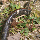 Unknown Leech