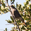 Black Redstart; Colirrojo Tizón