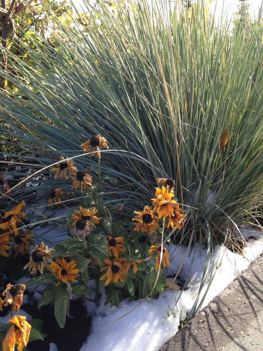 Black-Eyed Susans