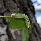 Variable Oakleaf Caterpillar