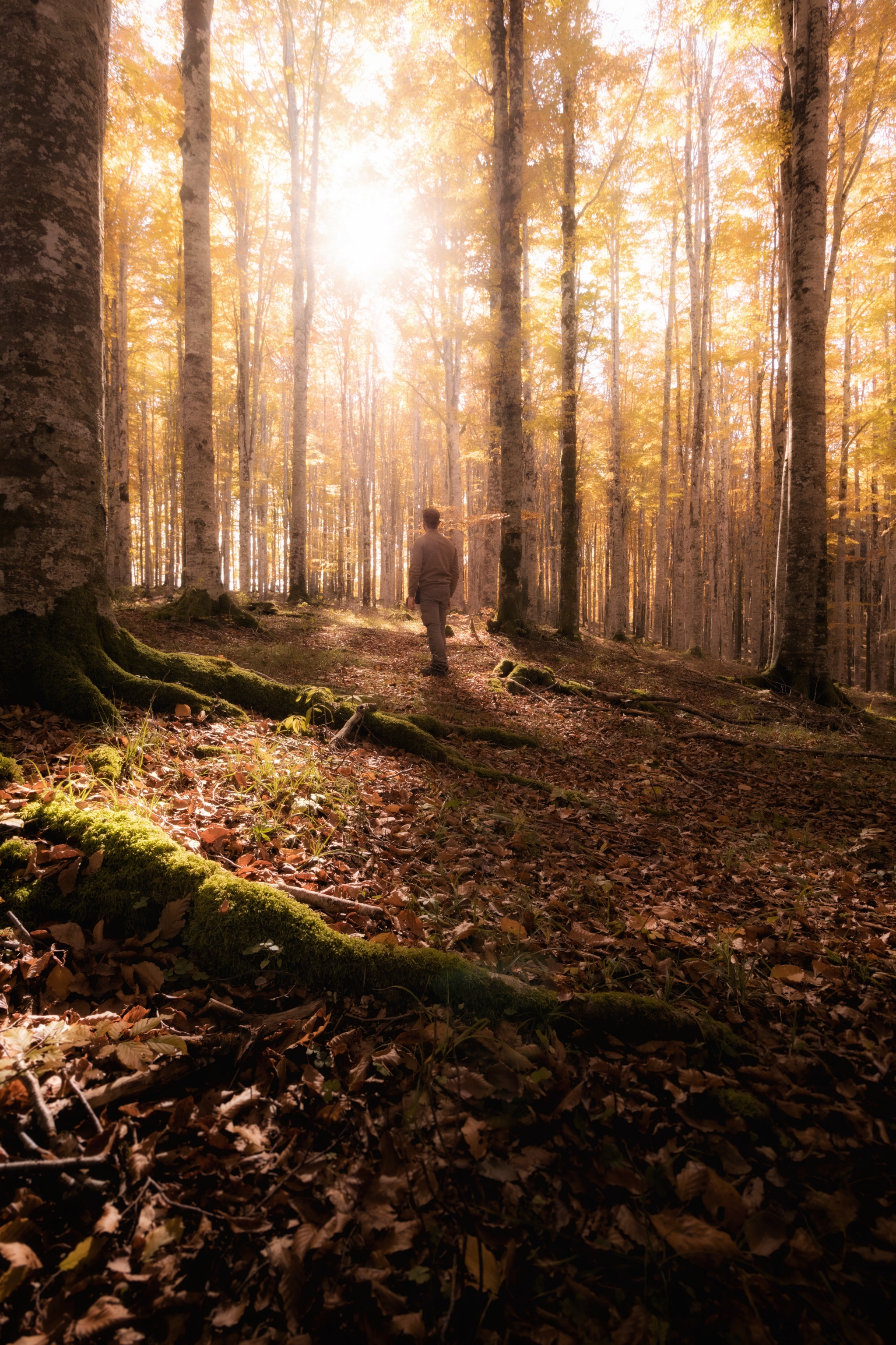 Fairy forest di Matteo Castellan