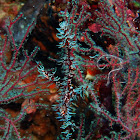 Ornate ghost pipefish