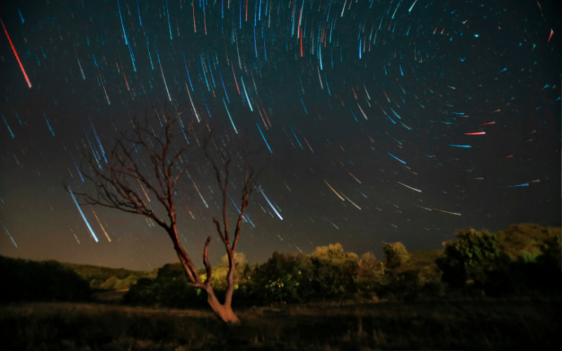 Photo of star trails behind a tree