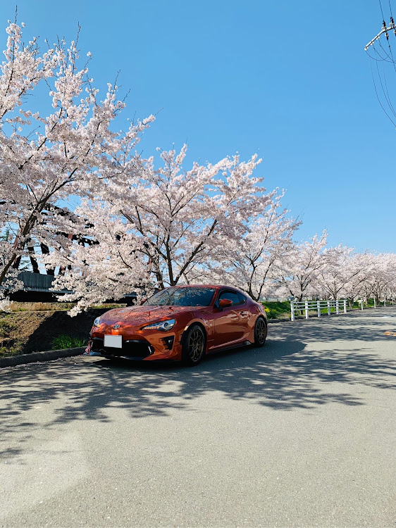 86の桜と愛車・桜・コロナウイルスに負けるな・満開の桜に関するカスタム事例の投稿画像7枚目