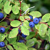 Alaskan Blueberries