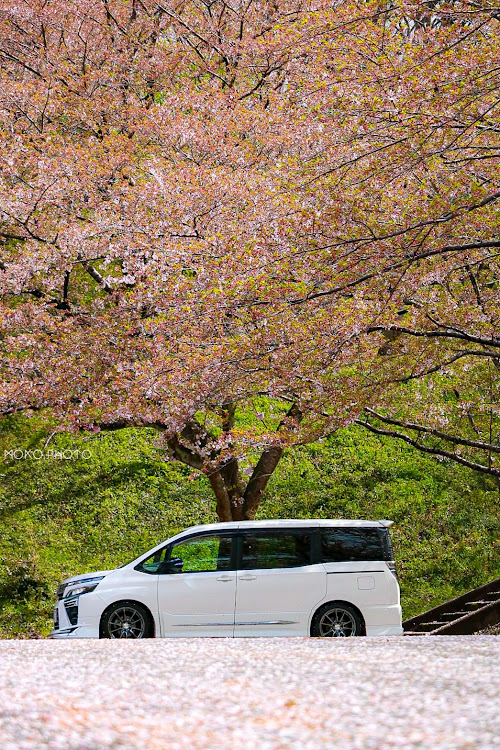 ヴォクシーの石川県・カメラ上手くなりたい・桜・北陸新幹線とコラボ・サクラと愛車に関するカスタム事例の投稿画像3枚目