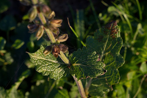 Salvia verbenaca