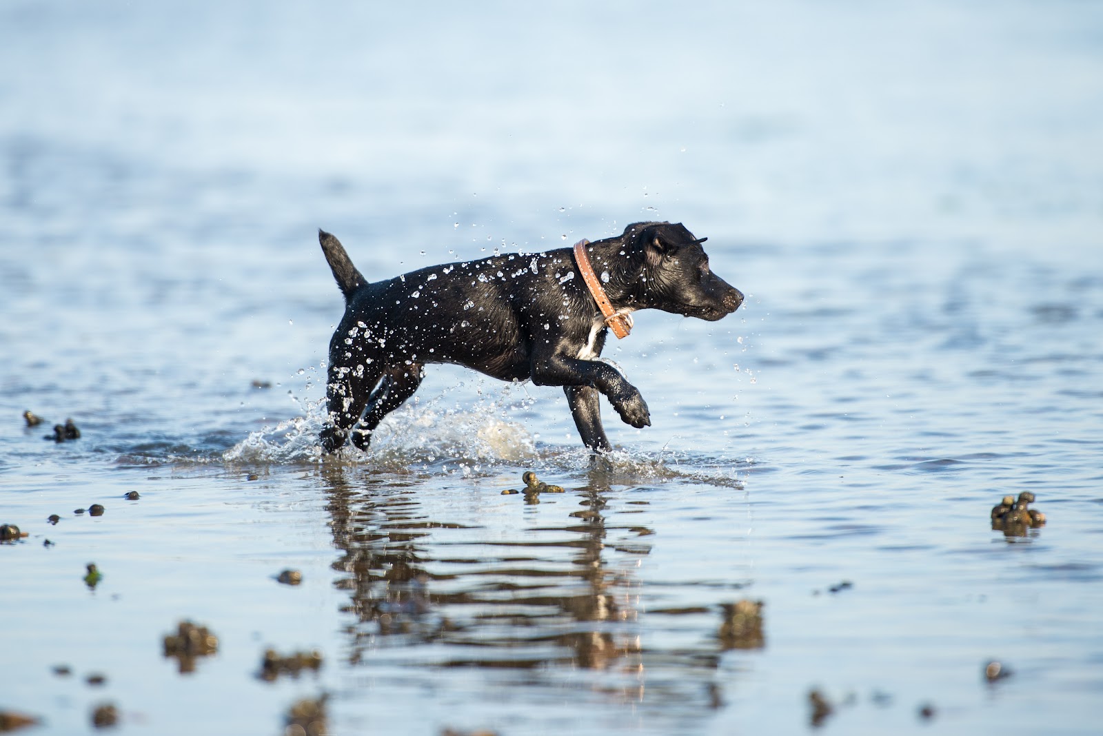 Patterdale Terrier playing in the water