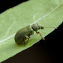 Weevil