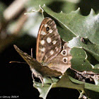 Speckled Wood