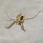 Garden tent-web spider