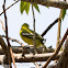 Common Iora