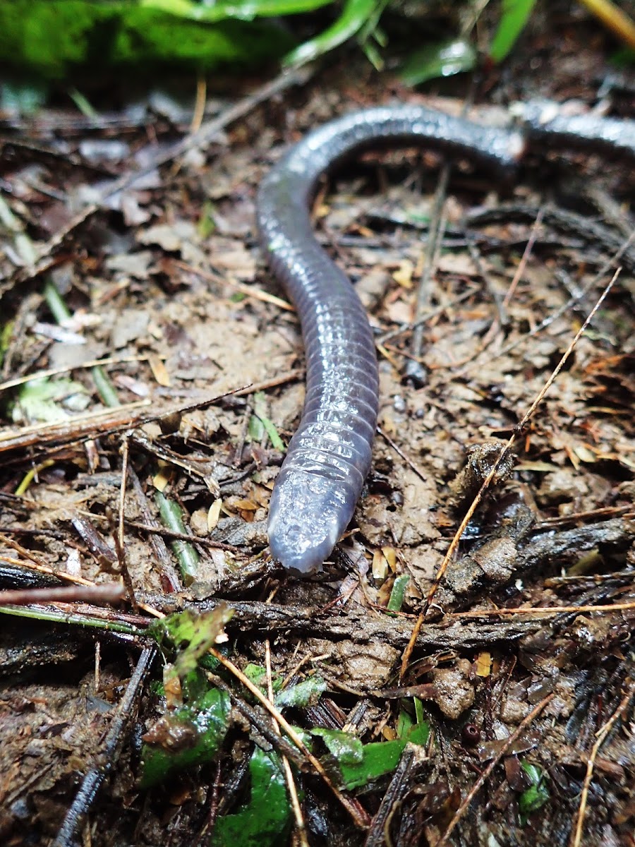 Caecilian