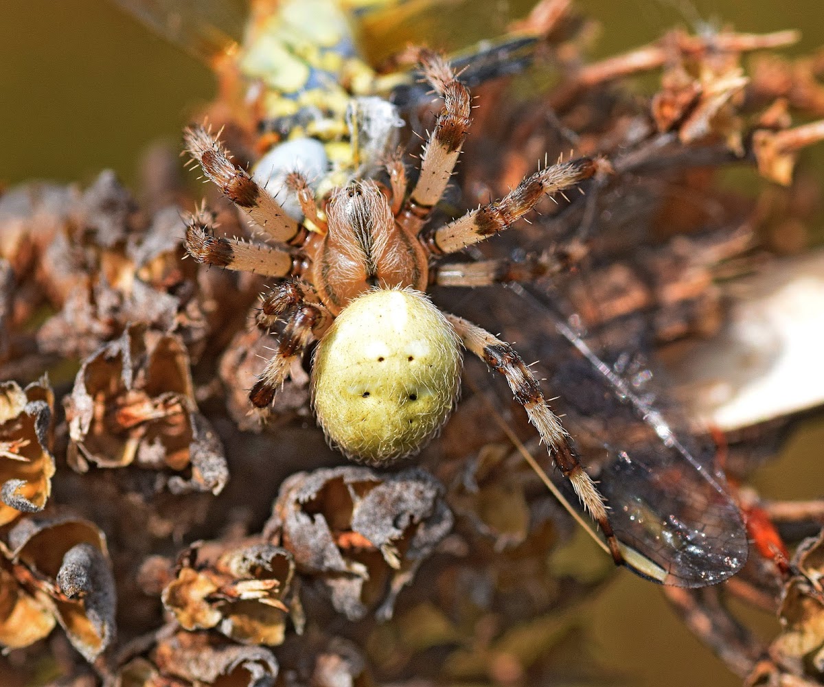 Four Spot Orb Weaver