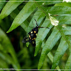 Trypanophora semihyalina 沙羅雙透點黑斑蛾