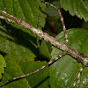 Stick Insect, Phasmid - Female