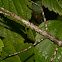 Stick Insect, Phasmid - Female