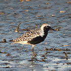 Black-bellied plover