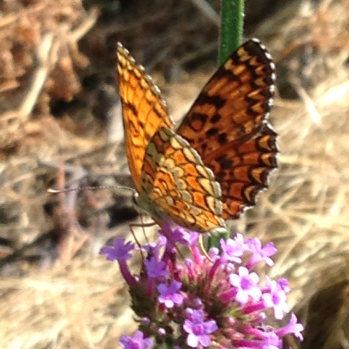 Knapweed Fritillary