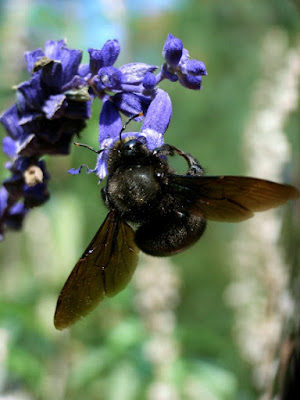 Black Bug di lorenzomic