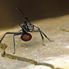 Spiny Camponotine Ant