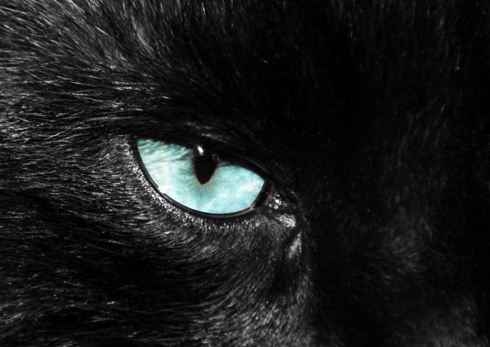 ...Black cat..... superstizione o realtà?? di sauropari