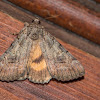 Underwing moth