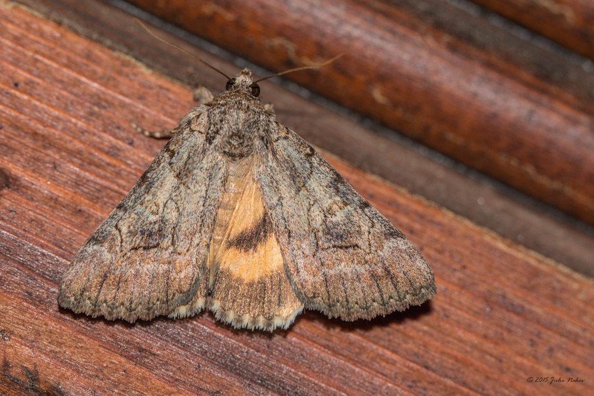 Underwing moth