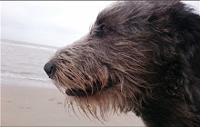 Irish Wolfhound Themes & New Tab small promo image