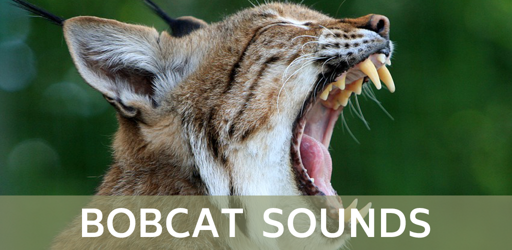 Bobcat Sounds - Latest version for Android - Download APK