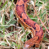 Corn Snake