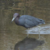 Little blue heron