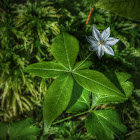 Starflower