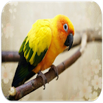 Cover Image of ดาวน์โหลด Parrot sounds 4.8.2 APK