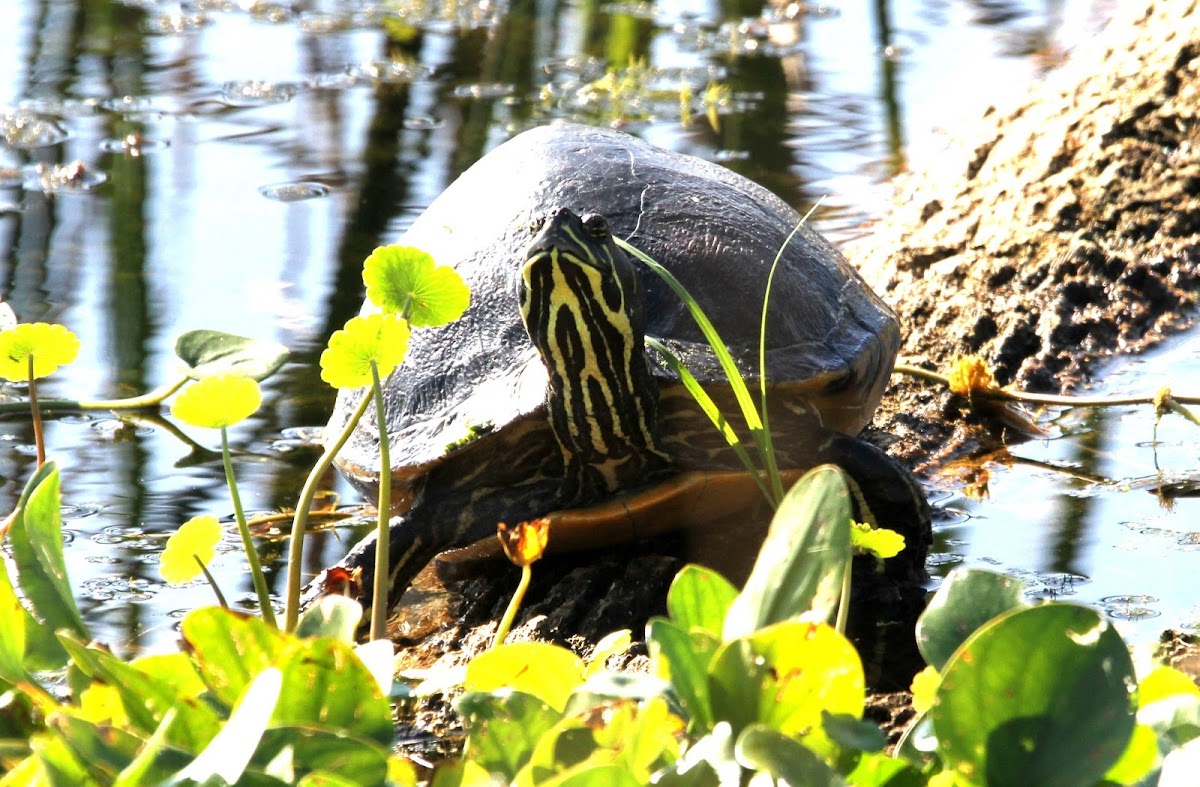 Peninsula Cooter